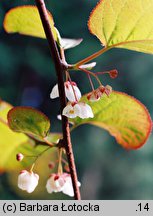 Actinidia kolomikta (aktinidia pstrolistna)