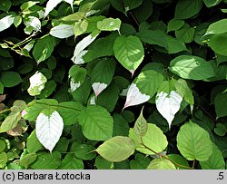 Actinidia kolomikta (aktinidia pstrolistna)