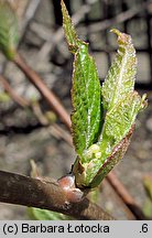 Actinidia kolomikta (aktinidia pstrolistna)