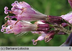Adenostyles alliariae (miłosna górska)