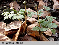 Adoxa moschatellina (piżmaczek wiosenny)