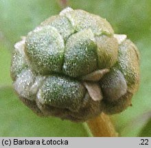 Adoxa moschatellina (piżmaczek wiosenny)