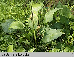 Alisma plantago-aquatica (żabieniec babka wodna)