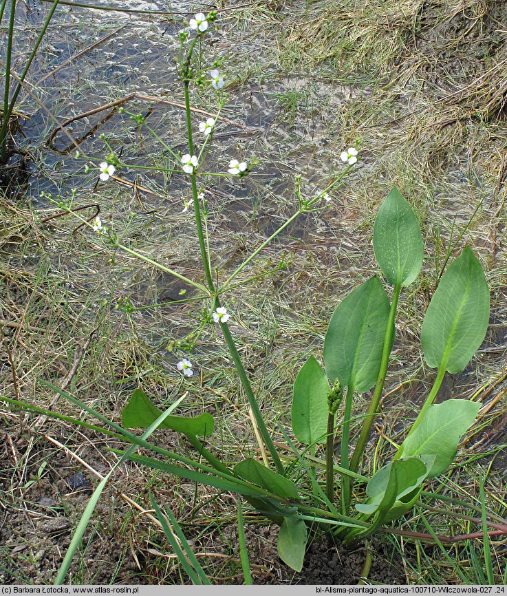 Alisma plantago-aquatica (żabieniec babka wodna)