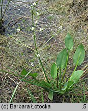 Alisma plantago-aquatica (żabieniec babka wodna)