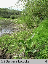 Alisma plantago-aquatica (żabieniec babka wodna)