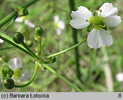 Alisma plantago-aquatica (żabieniec babka wodna)