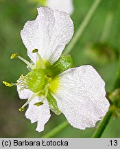 Alisma plantago-aquatica (żabieniec babka wodna)