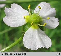 Alisma plantago-aquatica (żabieniec babka wodna)