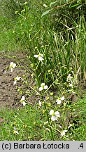 Alisma plantago-aquatica (żabieniec babka wodna)