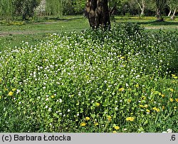 Alliaria petiolata (czosnaczek pospolity)