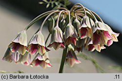 Nectaroscordum siculum ssp. siculum (nektaroskorodum sycylijskie)