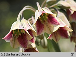 Nectaroscordum siculum ssp. siculum (nektaroskorodum sycylijskie)