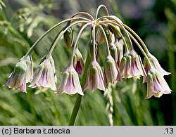 Nectaroscordum siculum ssp. siculum (nektaroskorodum sycylijskie)