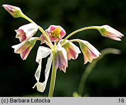 Nectaroscordum siculum ssp. siculum (nektaroskorodum sycylijskie)