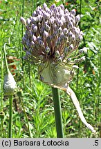 Allium cepa (czosnek cebula)