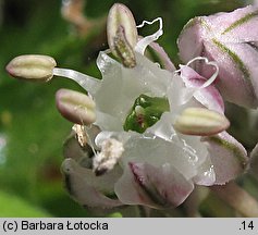 Allium cepa (czosnek cebula)