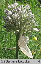 Allium cepa (czosnek cebula)