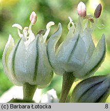 Allium cepa (czosnek cebula)