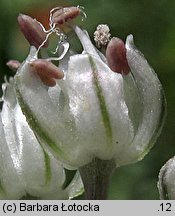 Allium cepa (czosnek cebula)