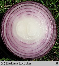 Allium cepa (czosnek cebula)