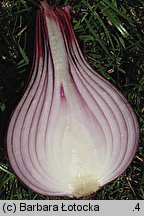 Allium cepa (czosnek cebula)