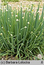 Allium fistulosum (czosnek dęty)