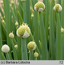 Allium fistulosum (czosnek dęty)