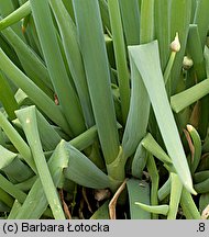 Allium fistulosum (czosnek dęty)