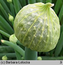 Allium fistulosum (czosnek dęty)