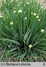 Allium fistulosum (czosnek dęty)