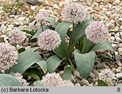 Allium karataviense (czosnek karatawski)