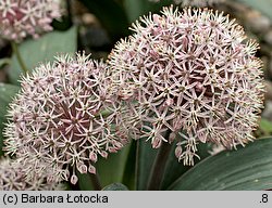 Allium karataviense (czosnek karatawski)