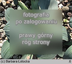 Allium karataviense (czosnek karatawski)