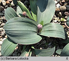 Allium karataviense (czosnek karatawski)