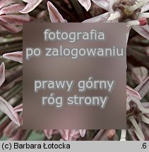 Allium karataviense (czosnek karatawski)