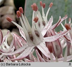 Allium karataviense (czosnek karatawski)