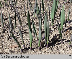 Allium moly (czosnek południowy)