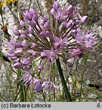 Allium senescens ssp. montanum (czosnek skalny)