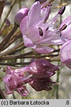 Allium senescens ssp. montanum (czosnek skalny)