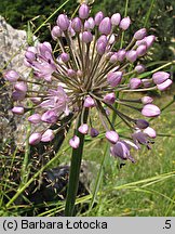 Allium senescens ssp. montanum (czosnek skalny)