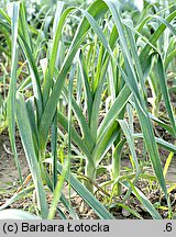 Allium porrum (czosnek por)