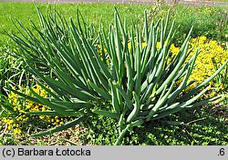 Allium pskemense (czosnek pskemski)