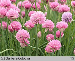 Allium schoenoprasum (czosnek szczypiorek)