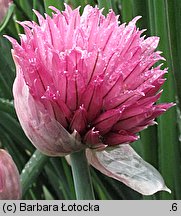 Allium schoenoprasum (czosnek szczypiorek)