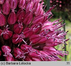 Allium sphaerocephalon (czosnek główkowaty)