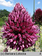 Allium sphaerocephalon (czosnek główkowaty)