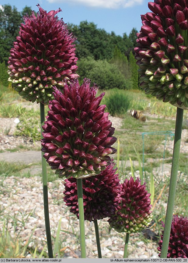 Allium sphaerocephalon (czosnek główkowaty)