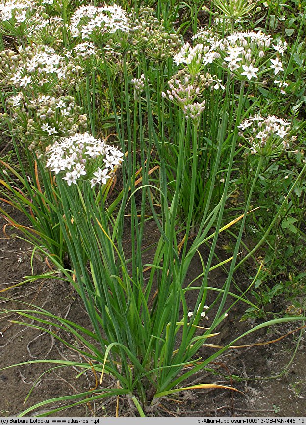 Allium tuberosum (czosnek bulwiasty)