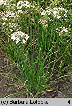 Allium tuberosum (czosnek bulwiasty)